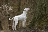 DOGUE ARGENTIN 476
